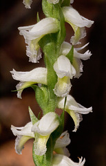 Spiranthes odorata (Fragrant ladies'-tresses orchid)