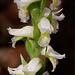 Spiranthes odorata (Fragrant ladies'-tresses orchid)