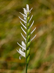 Spiranthes longilabris (Long-lipped ladies'-tresses orchid)