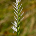 Spiranthes longilabris (Long-lipped ladies'-tresses orchid)