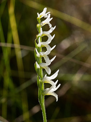 Spiranthes longilabris (Long-lipped ladies'-tresses orchid)