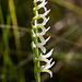 Spiranthes longilabris (Long-lipped ladies'-tresses orchid)