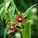 Epipatcis gigantea (Giant Stream Orchid)