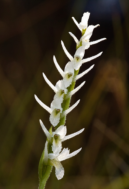 Spiranthes longilabris (Long-lipped ladies'-tresses orchid)