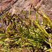 Orchids - Epipactis gigantea (Giant Stream Orchid)