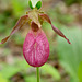 Cypripedium acaule (Pink lady's-slipper orchid)