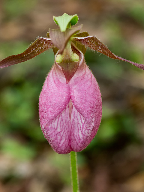 Cypripedium acaule (Pink lady's-slipper orchid)