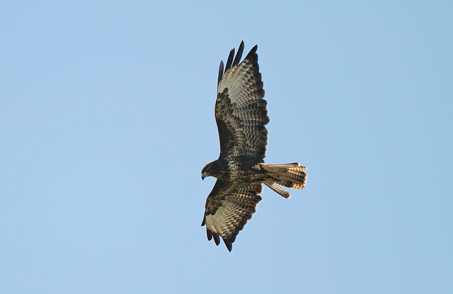 Buse variable