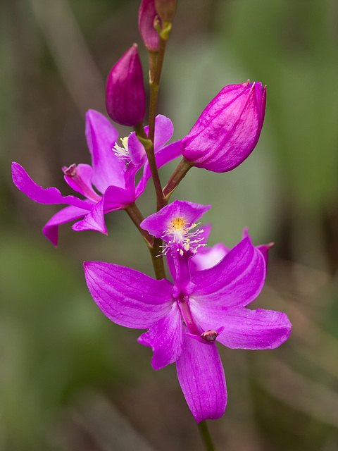 Calopogon tuberosus (Common Grass-pink orchid)