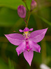 Calopogon tuberosus (Common Grass-pink orchid)