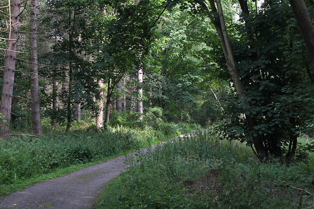 Path through the Woods