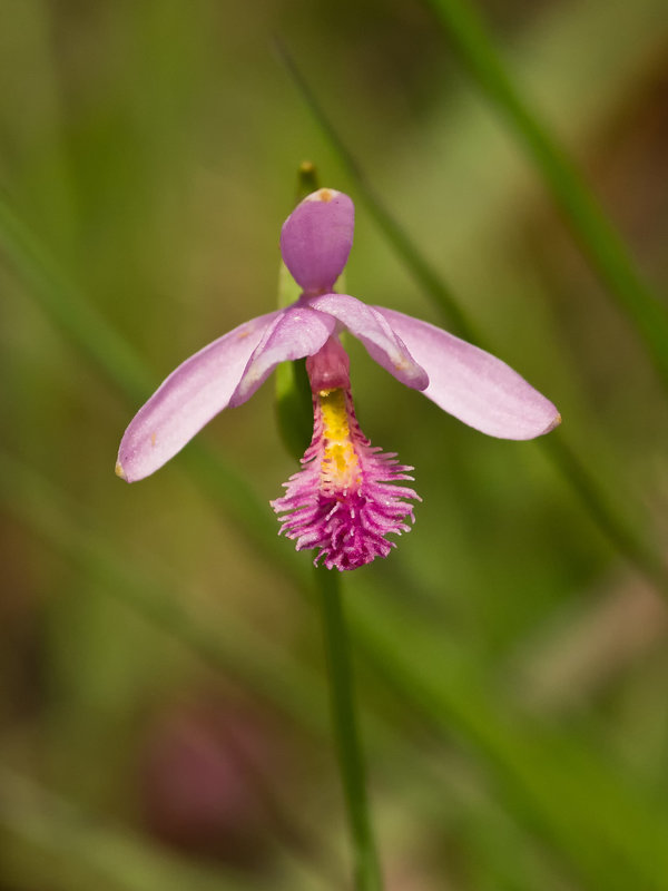Pogonia ophioglossoides (Rose pogonia)