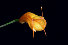 Masdevallia Maui Lollipop 'Hannah'