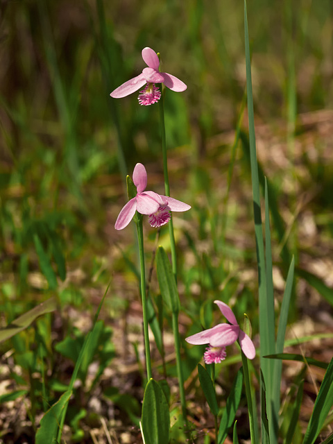 Pogonia ophioglossoides (Rose pogonia)