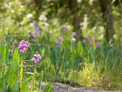 Caolopgon tuberosus (Common grass-pink orchid)