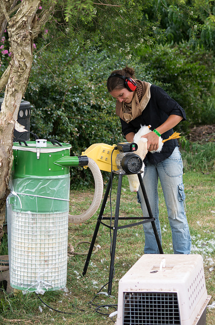 Julie plucks a duck