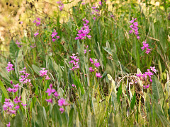 Caolopgon tuberosus (Common grass-pink orchid)