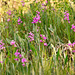 Caolopgon tuberosus (Common grass-pink orchid)