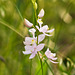 Caolopgon tuberosus (Common grass-pink orchid)