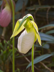 Cypripedium acaule (Pink Lady's-slipper Orchid) rare alba form