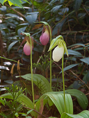 Cypripedium acaule (Pink Lady's-slipper Orchid) with rare alba form
