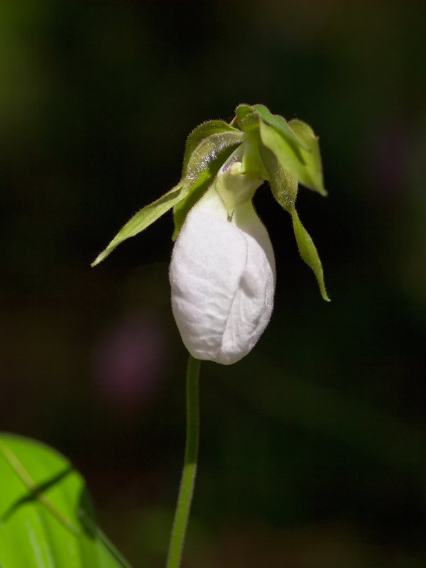 Cypripedium acaule (Pink Lady's-slipper Orchid) rare alba form