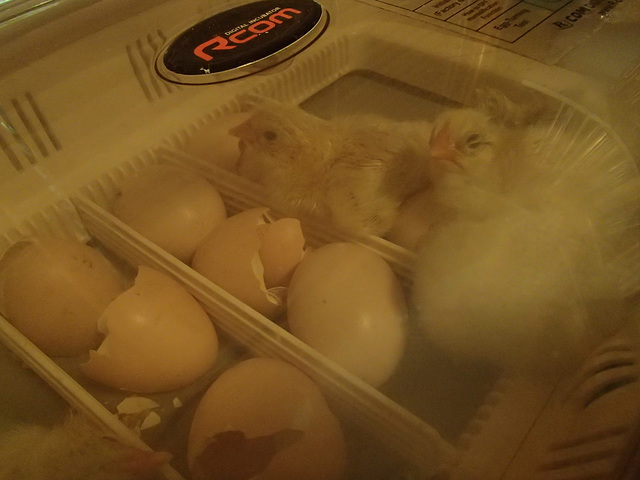 chicks hatching