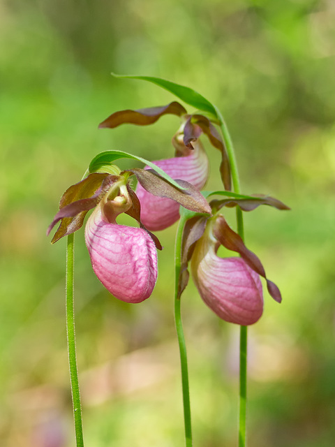 Cypripedium acaule (Pink Lady's-slipper Orchid)