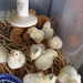 newly hatched chicks