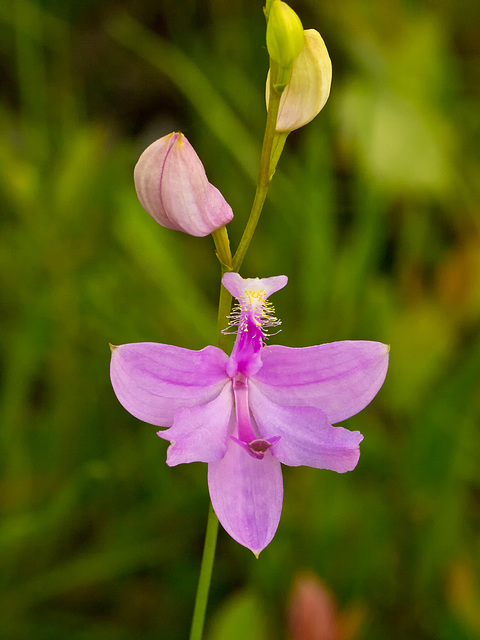 Calopogon tuberosus (Common grass-pink orchid)