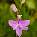 Calopogon tuberosus (Common grass-pink orchid)