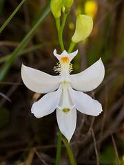 Calopogon tuberosus (Common grass-pink orchid) white form