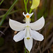 Calopogon tuberosus (Common grass-pink orchid) white form