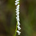 Spiranthes praecox (Grass leaf ladies'-tresses orchid)