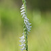 Spiranthes vernalis (Spring ladies'-tresses orchid)