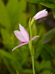 Pogonia ophioglossoides (Rose pogonia orchid)