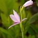 Pogonia ophioglossoides (Rose pogonia orchid)