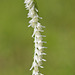 Spiranthes vernalis (Spring ladies'-tresses orchid)