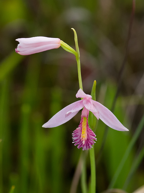 Pogonia ophioglossoides (Rose pogonia orchid)