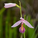 Pogonia ophioglossoides (Rose pogonia orchid)