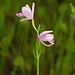 Pogonia ophioglossoides (Rose pogonia orchid)