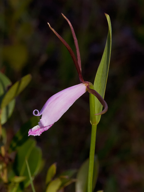 Cleistesiopsis divaricata (Spreading pogonia orchid)