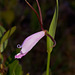 Cleistesiopsis divaricata (Spreading pogonia orchid)