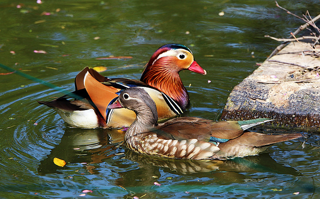 Mon couple de mandarins , je les ai vu commettre plusieurs fois le péché de fornication . Ils ont intérêt à me faire des petits sinon je les mange tout cru !