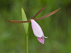 Cleistesiopsis divaricata (Spreading pogonia orchid)