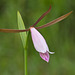 Cleistesiopsis divaricata (Spreading pogonia orchid)