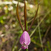 Cleistesiopsis divaricata (Spreading pogonia orchid)