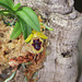 Gastrochilus  retrocallus = Haraella retrocalla ( odorata)