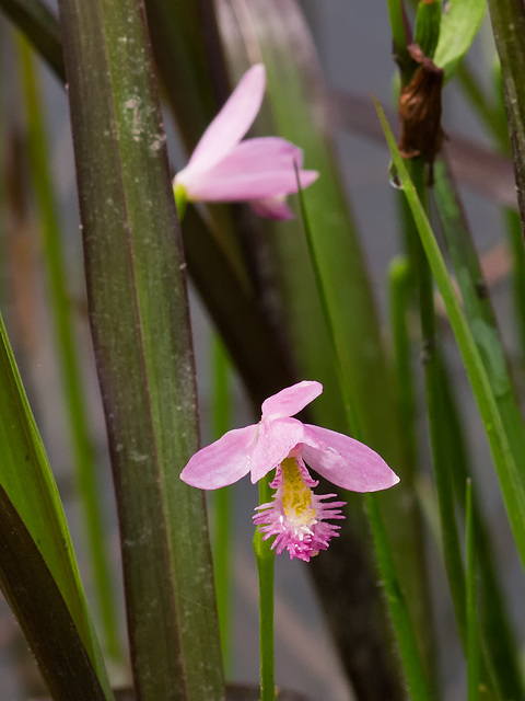 Pogonia ophioglossoides (Rose pogonia orchid)