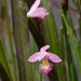 Pogonia ophioglossoides (Rose pogonia orchid)